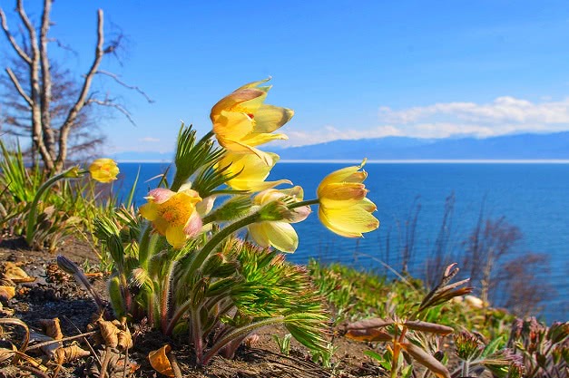 Spring Aromas of Baikal FLASH-TOUR 2022